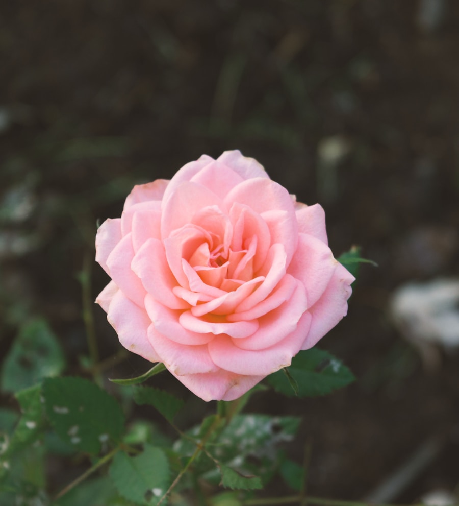 Light translucent real flower photograph for Shoes
