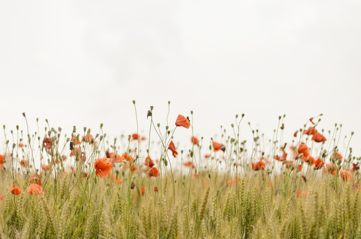 Light translucent real flower photograph for Sleeves
